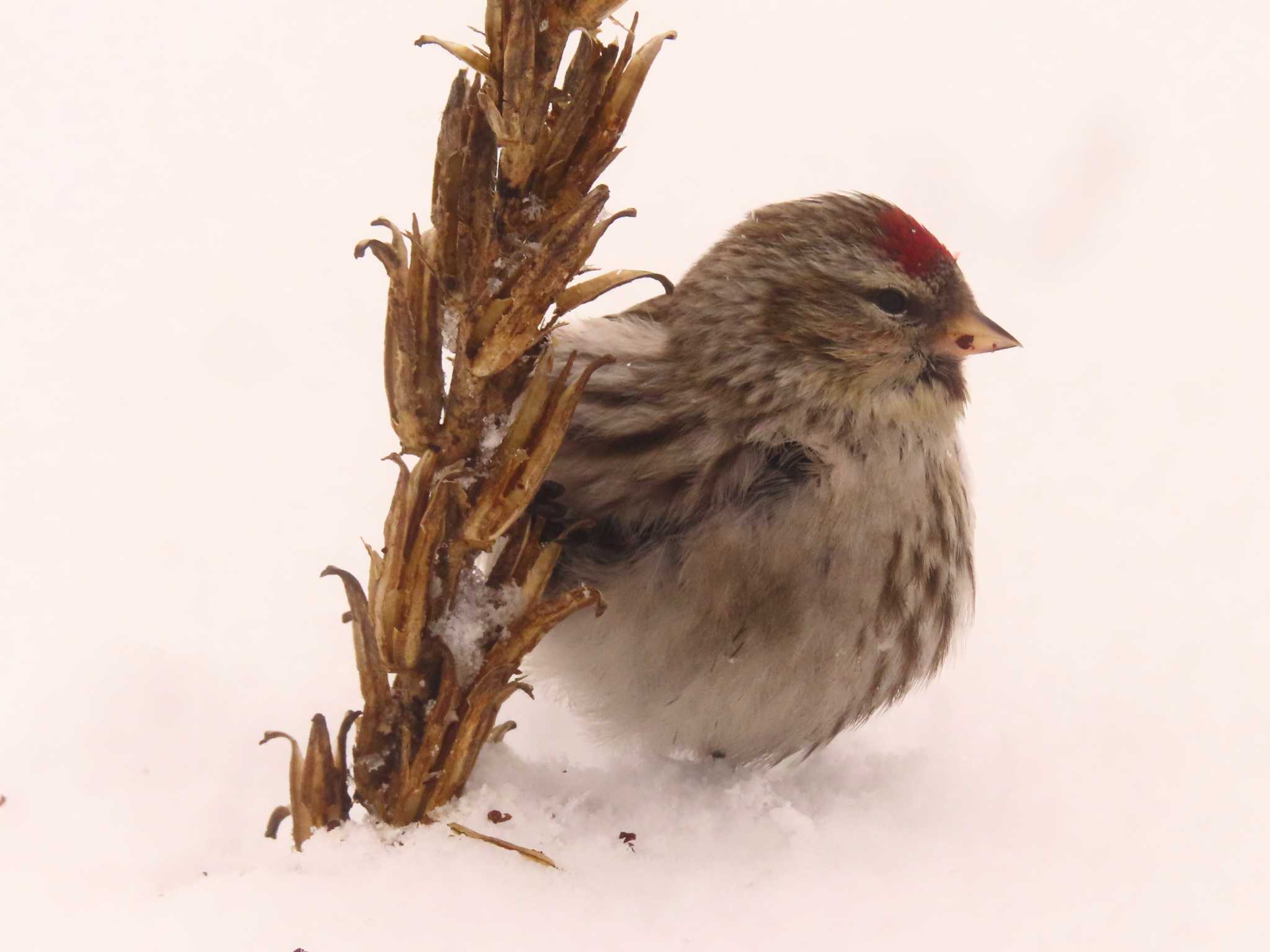 Common Redpoll