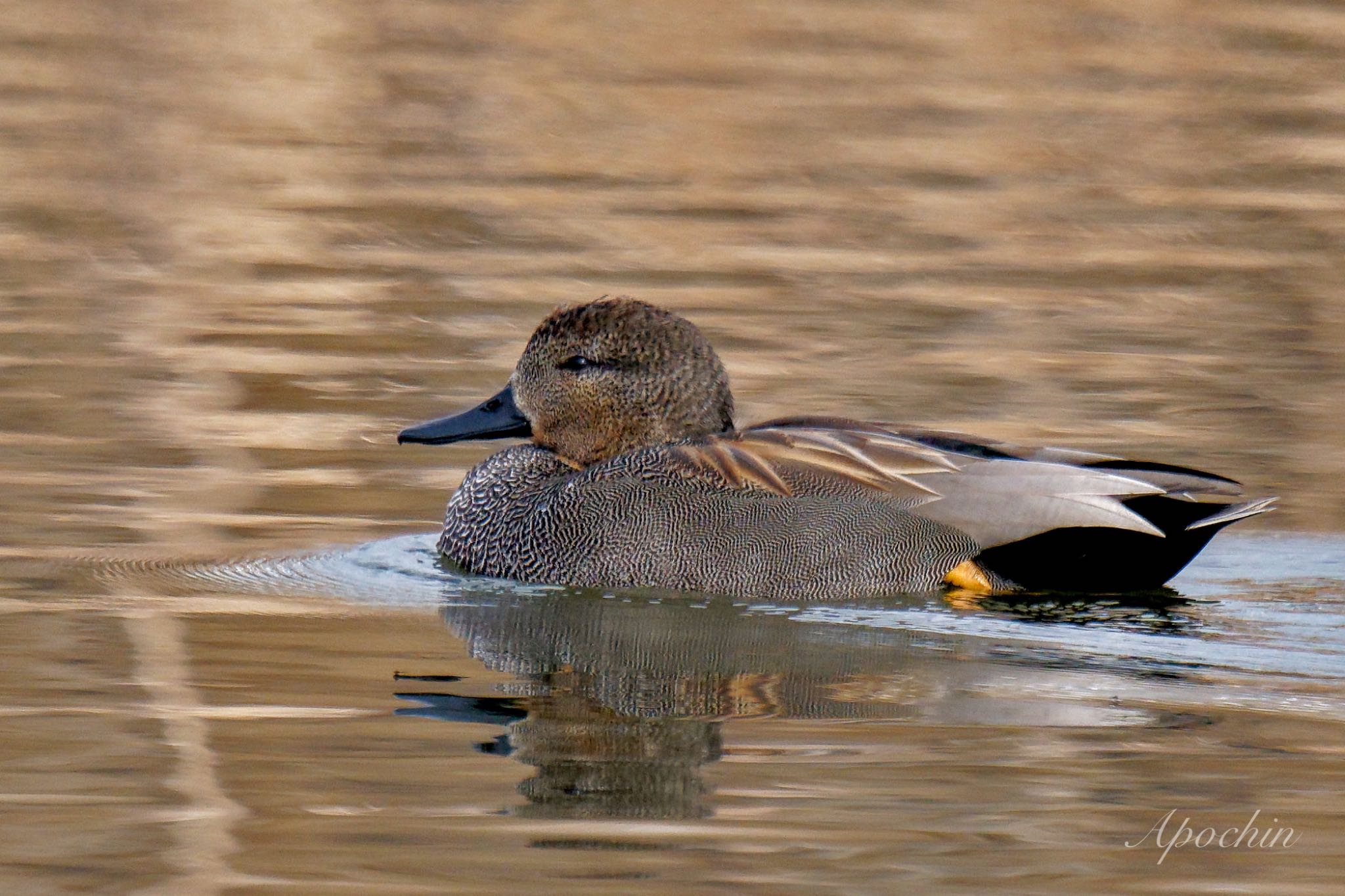 Photo of Gadwall at Shin-yokohama Park by アポちん