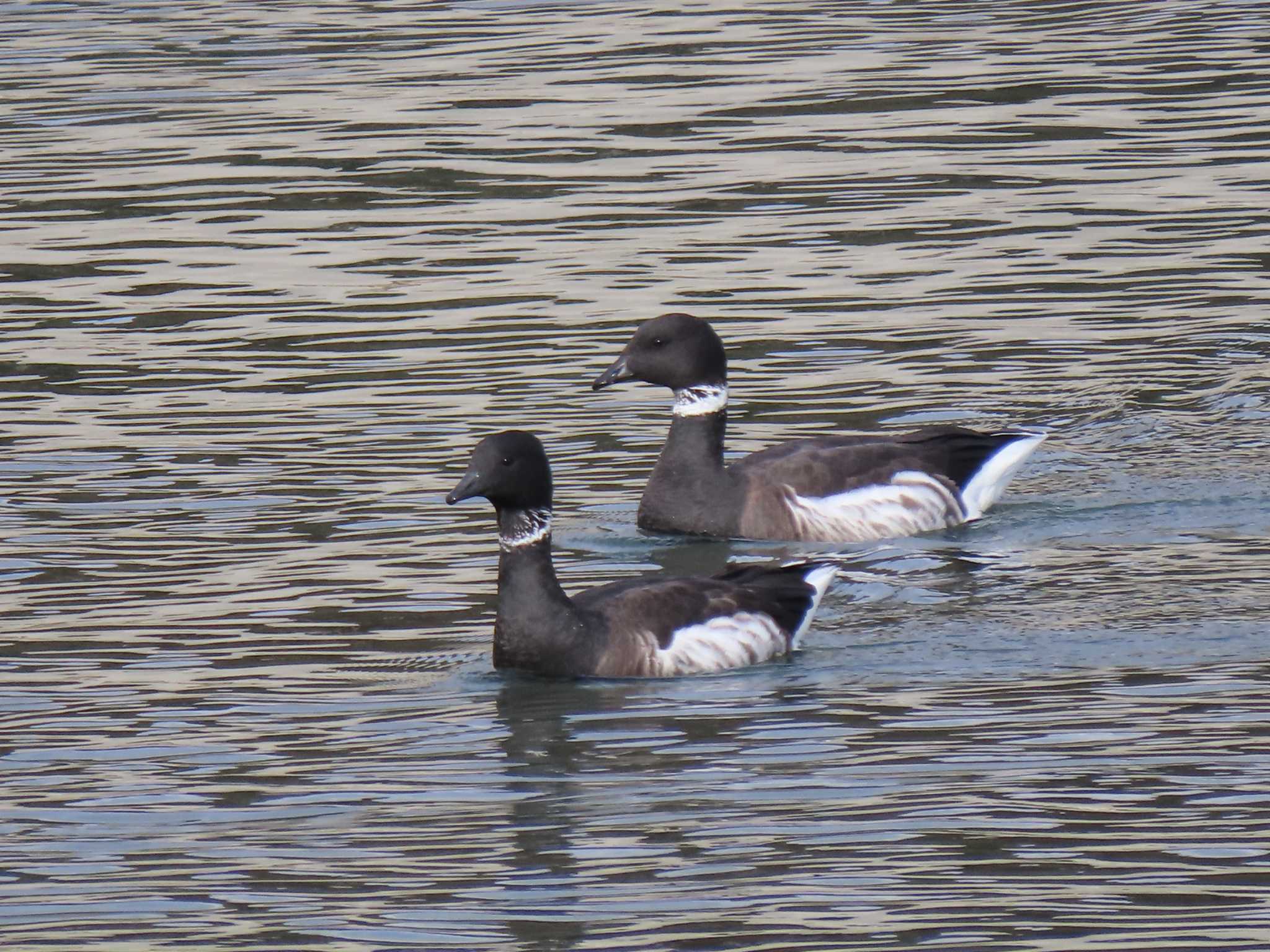 Brant Goose