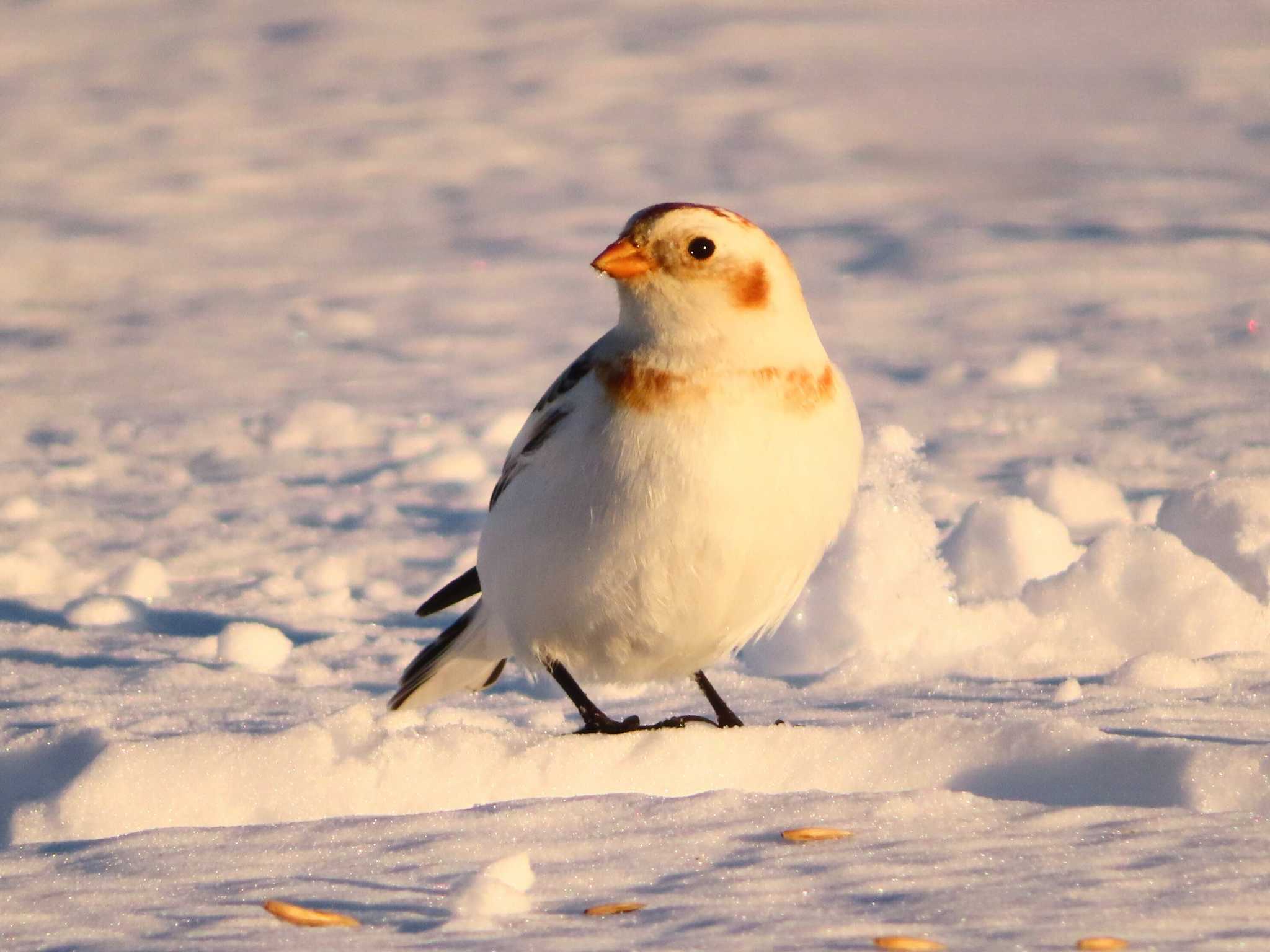 Snow Bunting