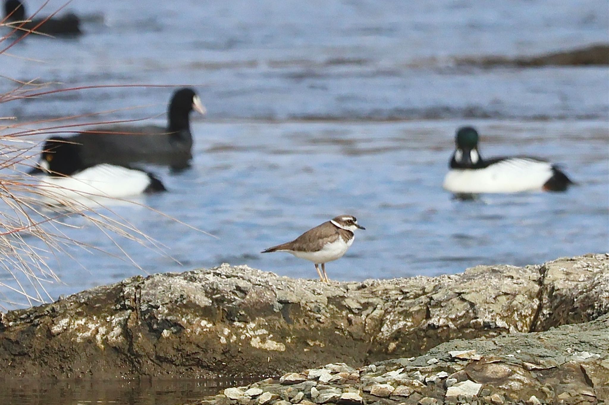 Photo of Long-billed Plover at 荒川自然観察テラス by カバ山PE太郎
