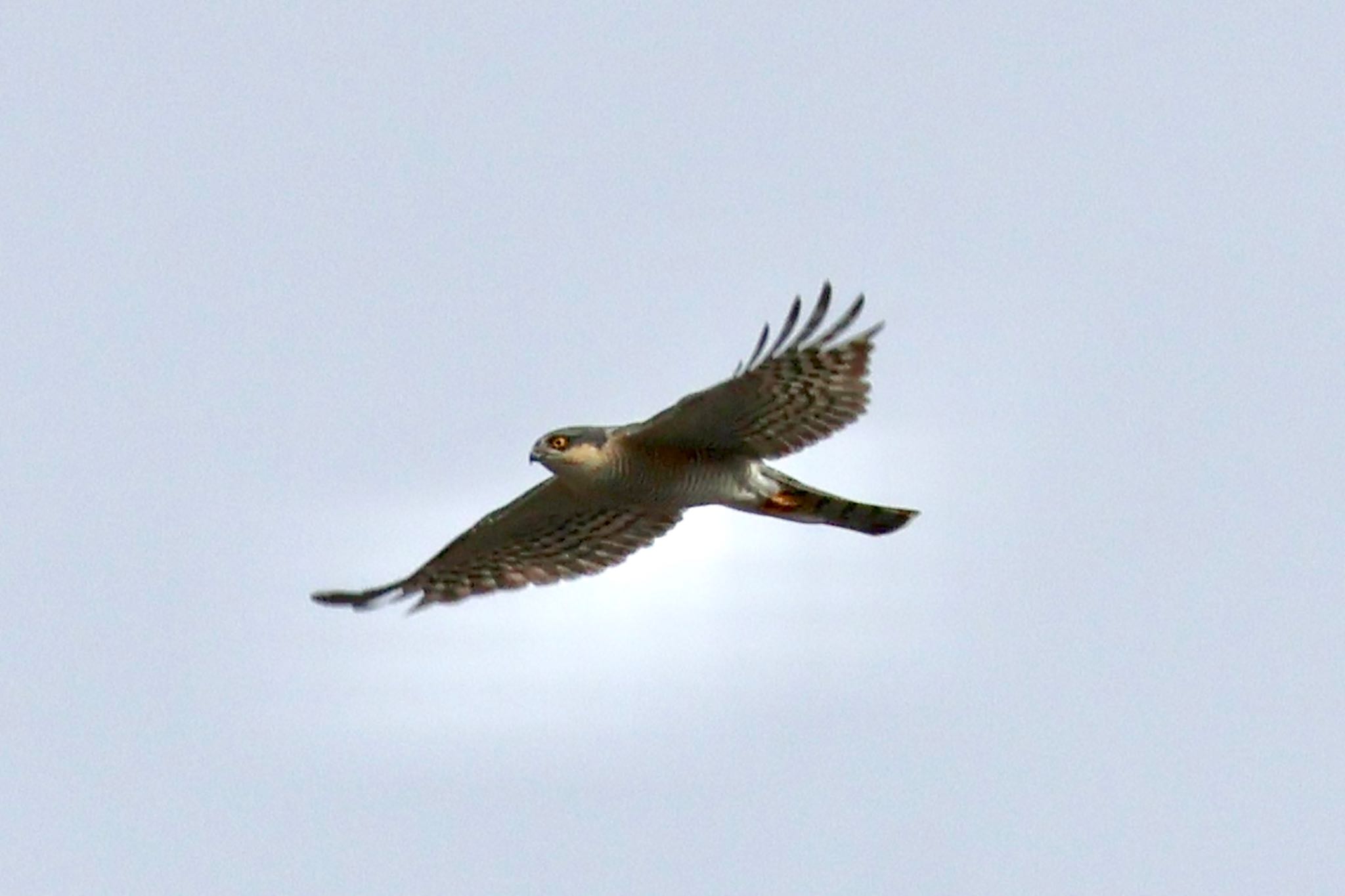 Eurasian Sparrowhawk