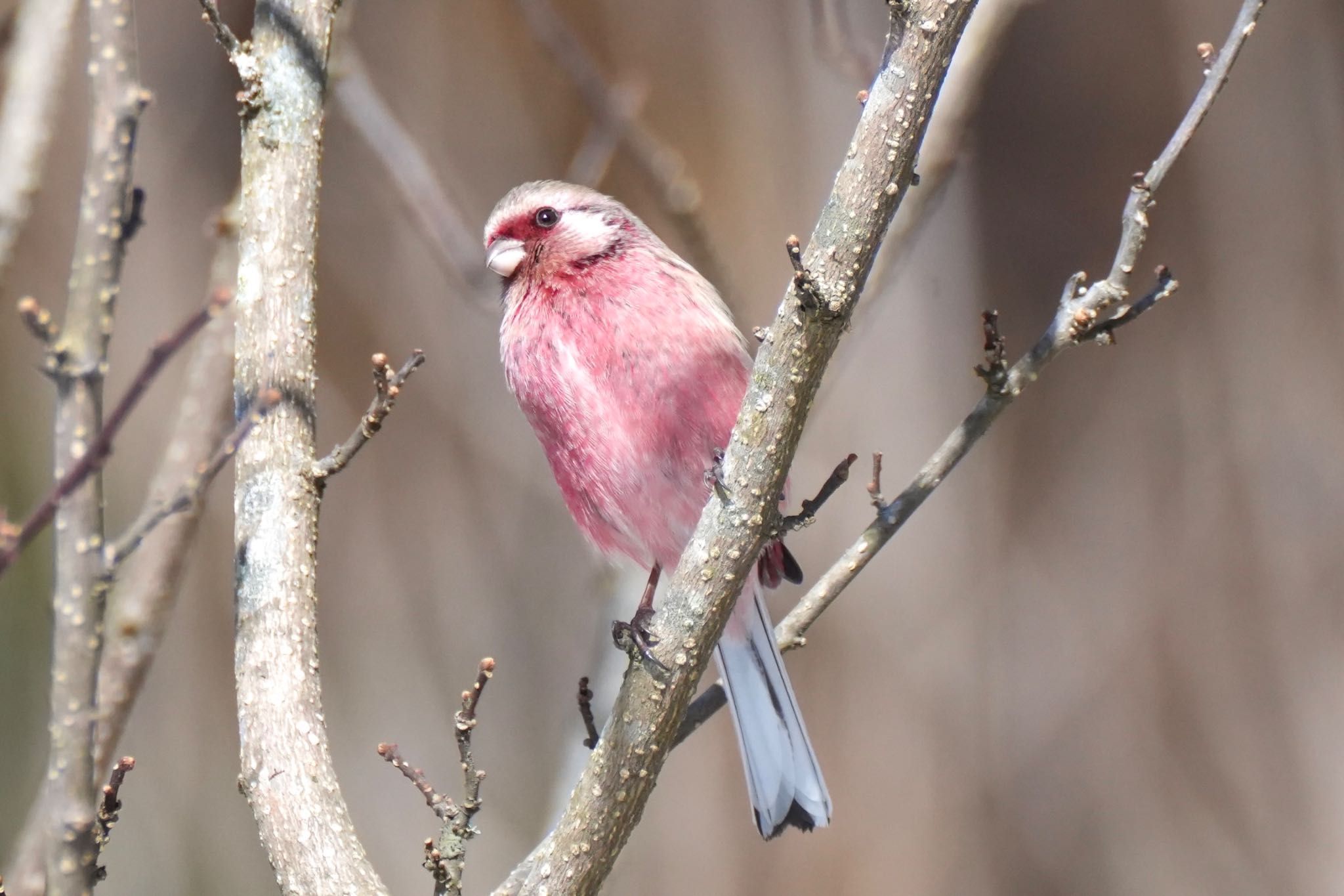 Siberian Long-tailed Rosefinch