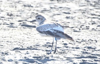 Grey Plover Sambanze Tideland Sun, 2/18/2024