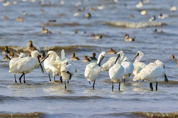 Eurasian Spoonbill 東よか干潟 Sun, 2/11/2024