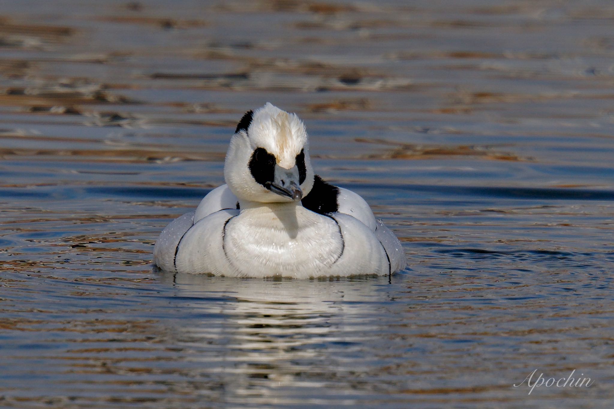 Photo of Smew at Shin-yokohama Park by アポちん