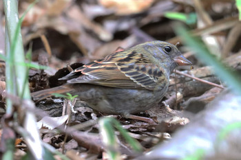 Grey Bunting 東京都多摩地域 Mon, 11/26/2018