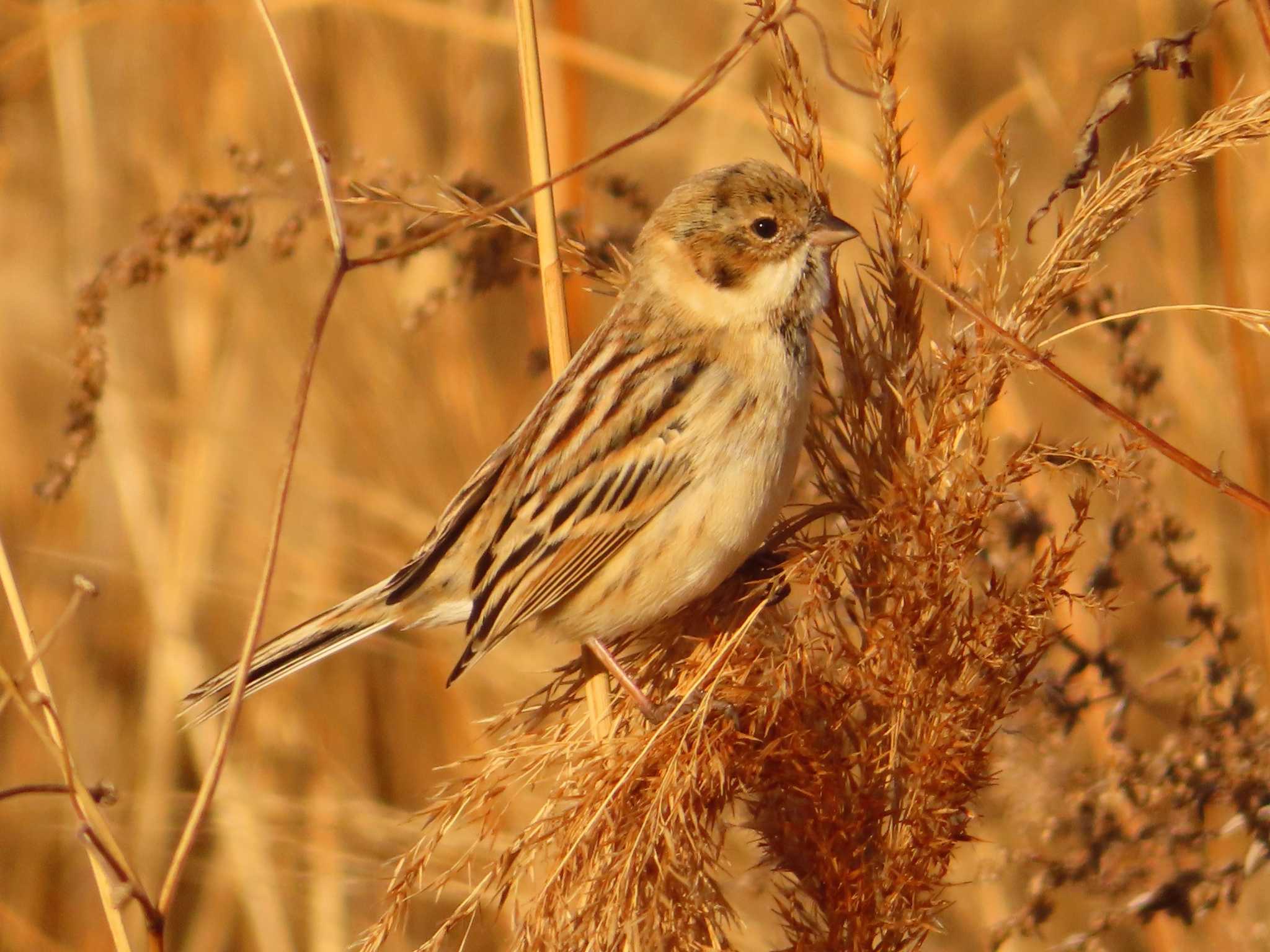 Photo of Pallas's Reed Bunting at 多摩川二ヶ領宿河原堰 by ゆ