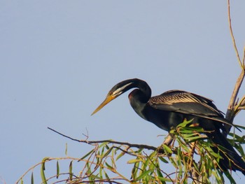 Australasian Darter Centennial Park (Sydney) Fri, 2/2/2024