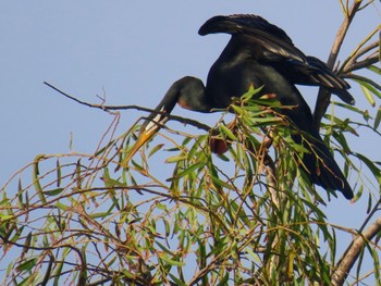 Australasian Darter Centennial Park (Sydney) Fri, 2/2/2024