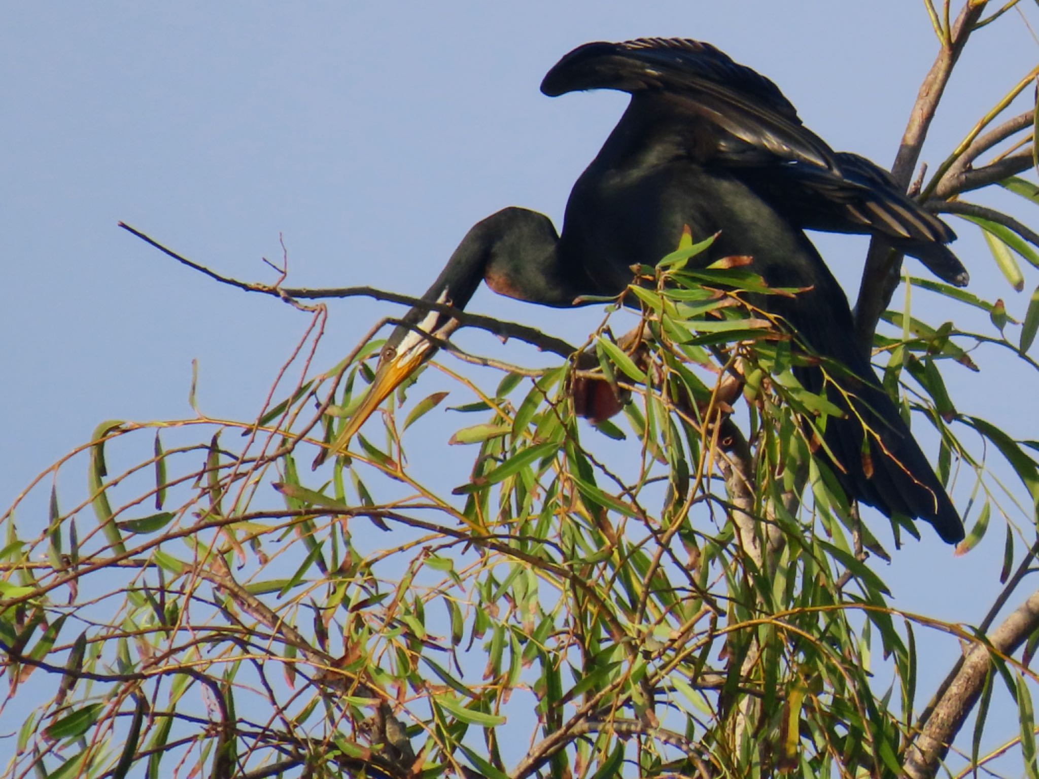 Photo of Australasian Darter at Centennial Park (Sydney) by Maki