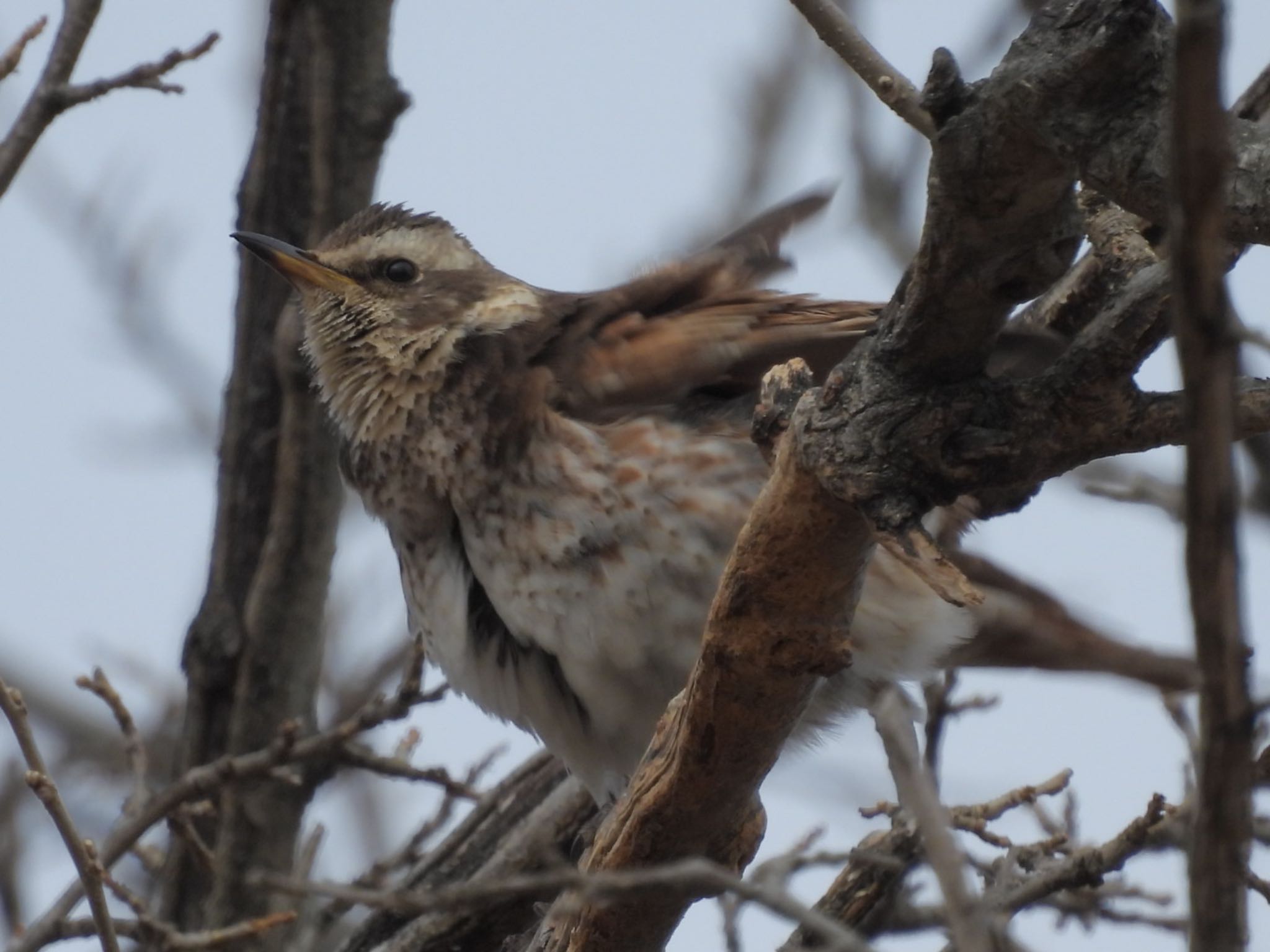 Dusky Thrush