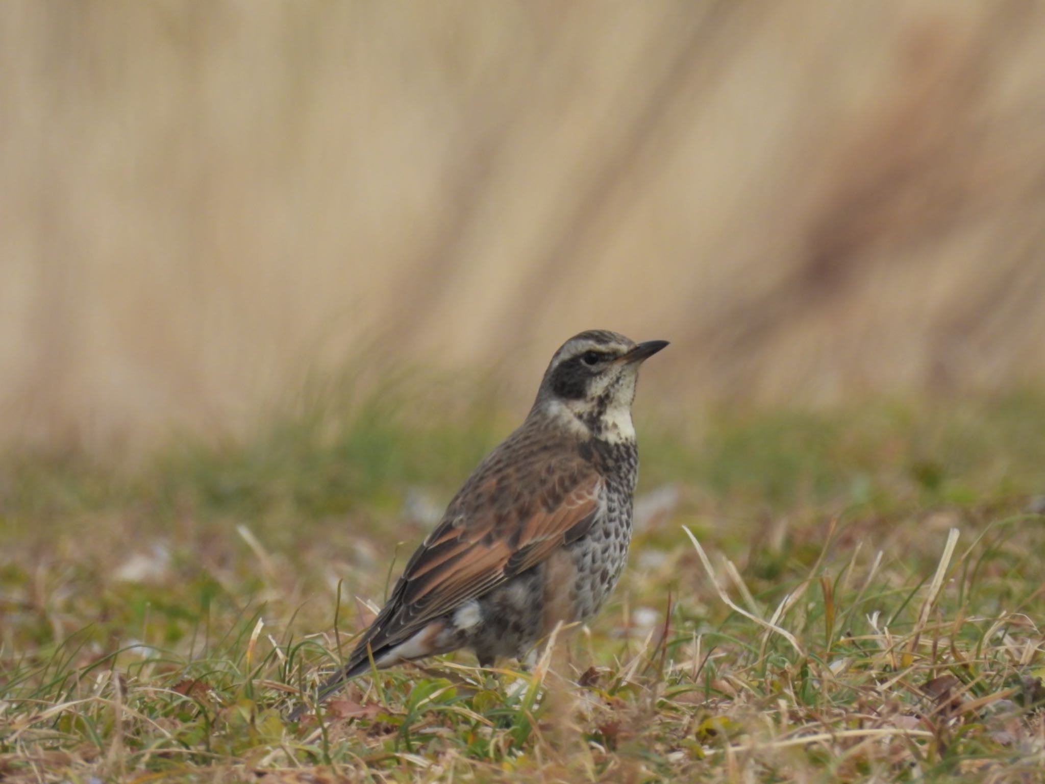 Dusky Thrush