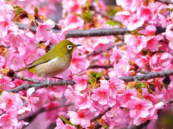 Warbling White-eye Yoyogi Park Tue, 2/20/2024