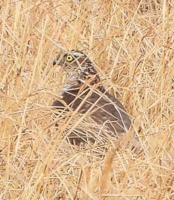 Eurasian Sparrowhawk Unknown Spots Sat, 1/20/2024