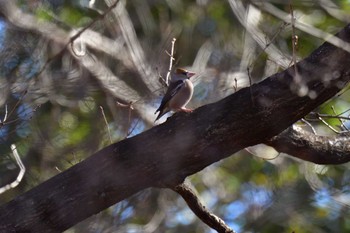 Hawfinch Mine Park Fri, 2/16/2024