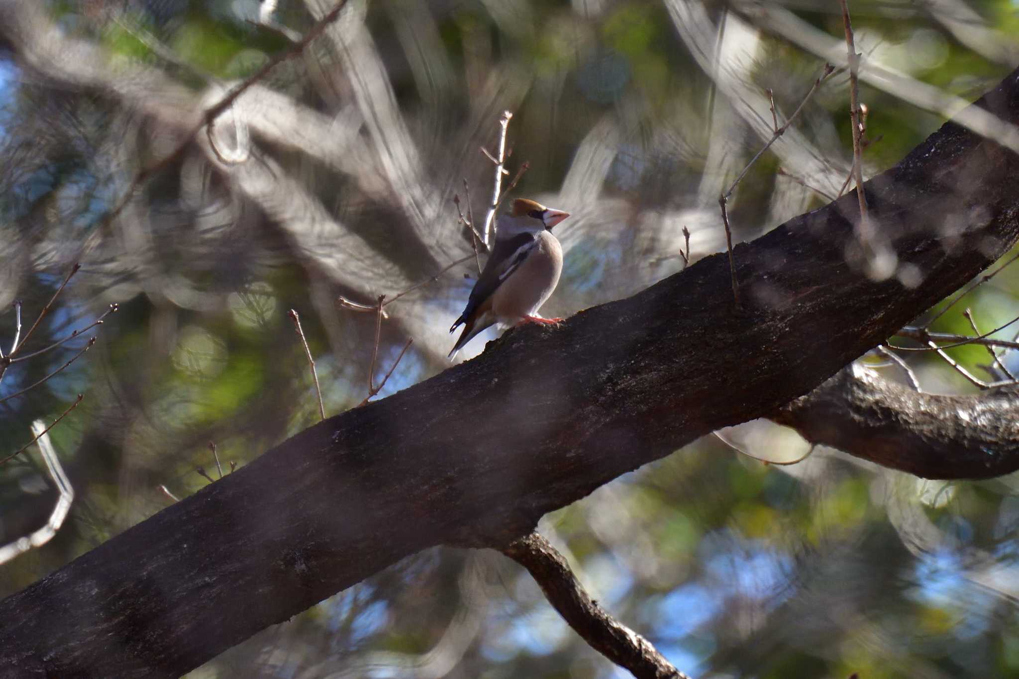 Photo of Hawfinch at Mine Park by やなさん