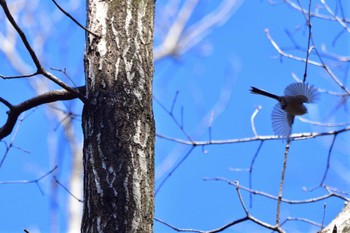 Long-tailed Tit Mine Park Fri, 2/16/2024