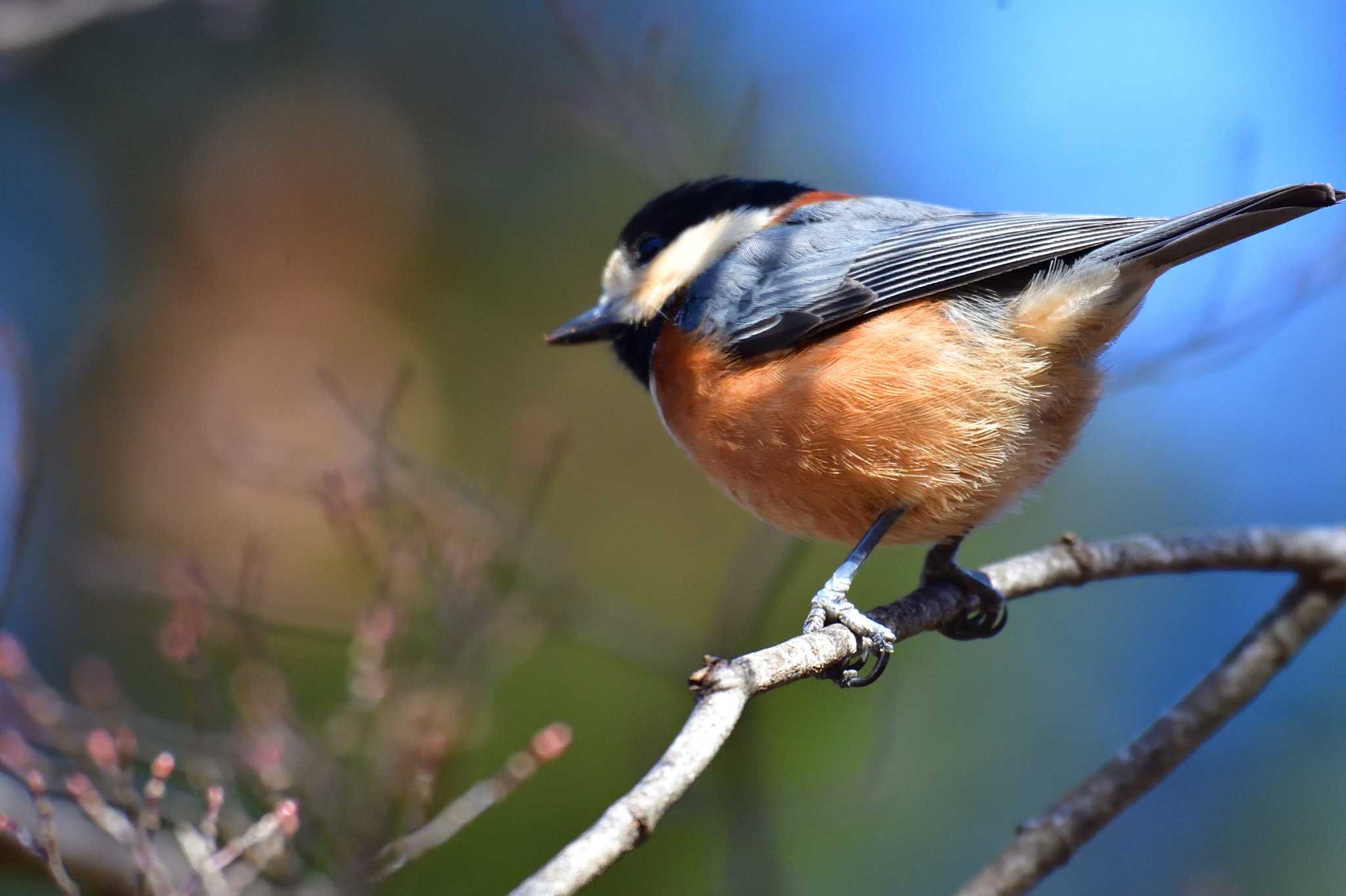 Varied Tit