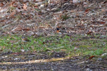 Brambling Mine Park Fri, 2/16/2024