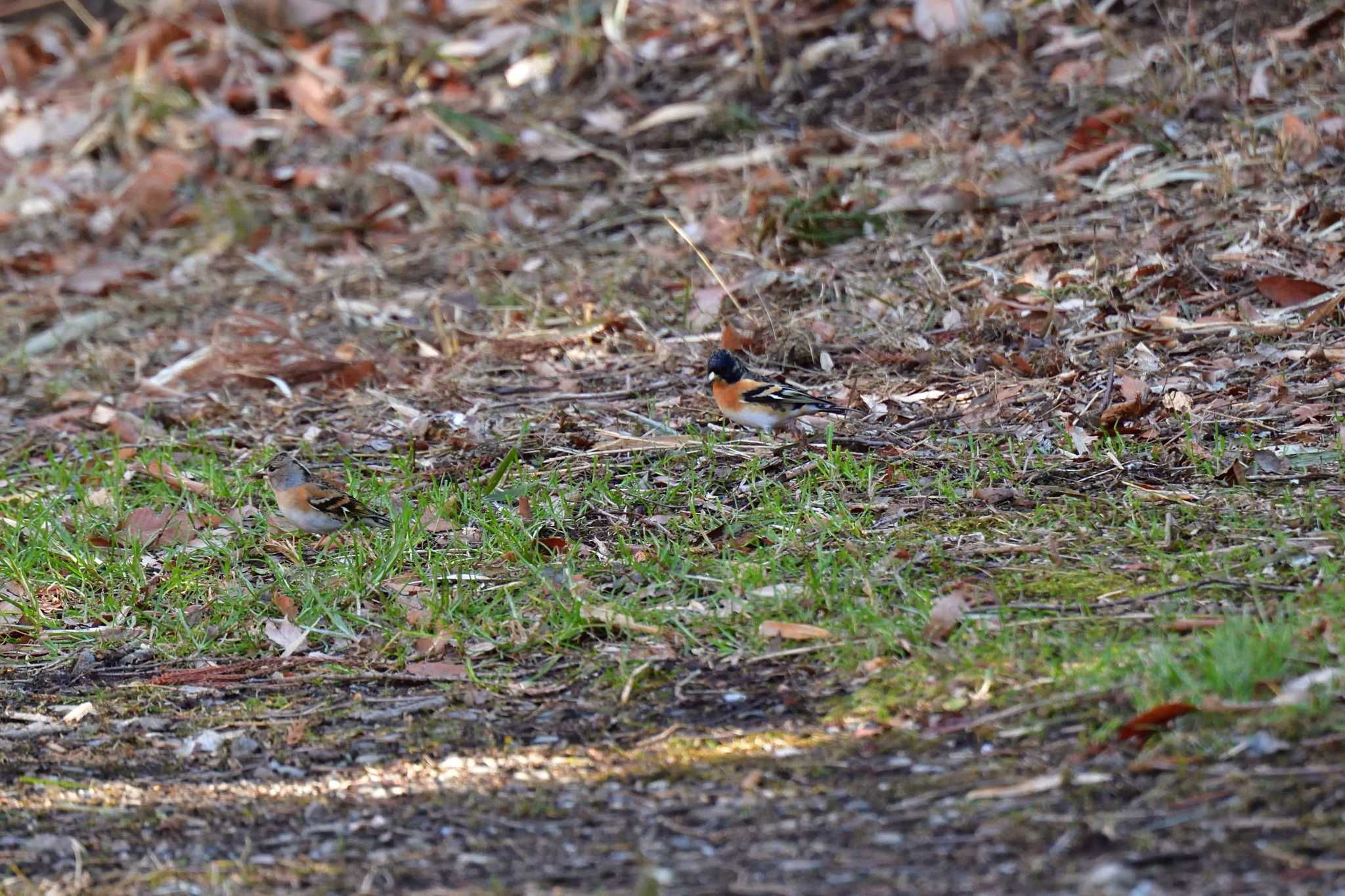 Photo of Brambling at Mine Park by やなさん