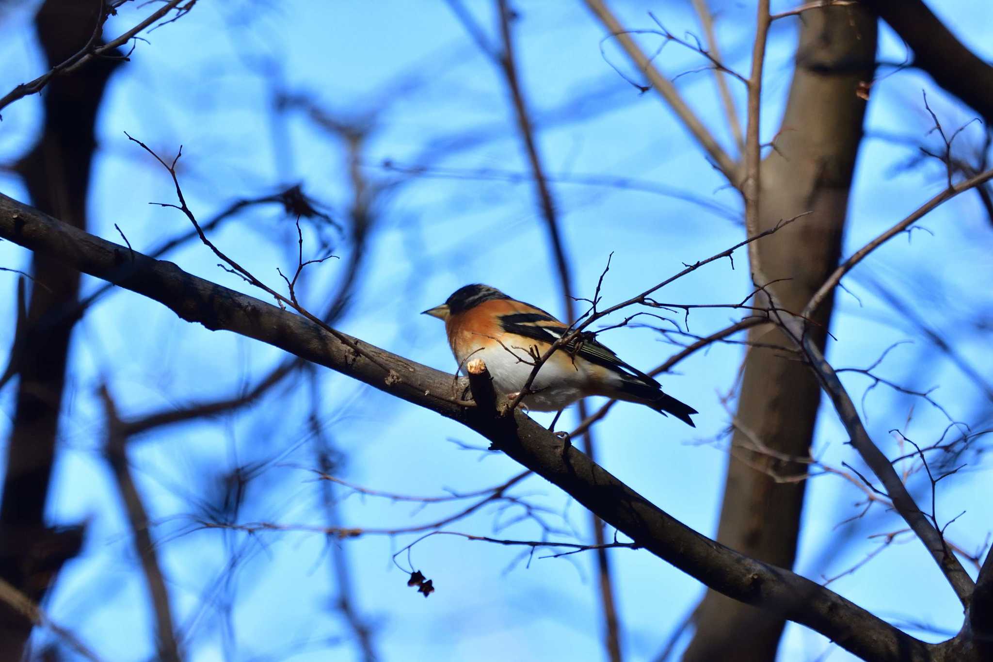 Photo of Brambling at Mine Park by やなさん