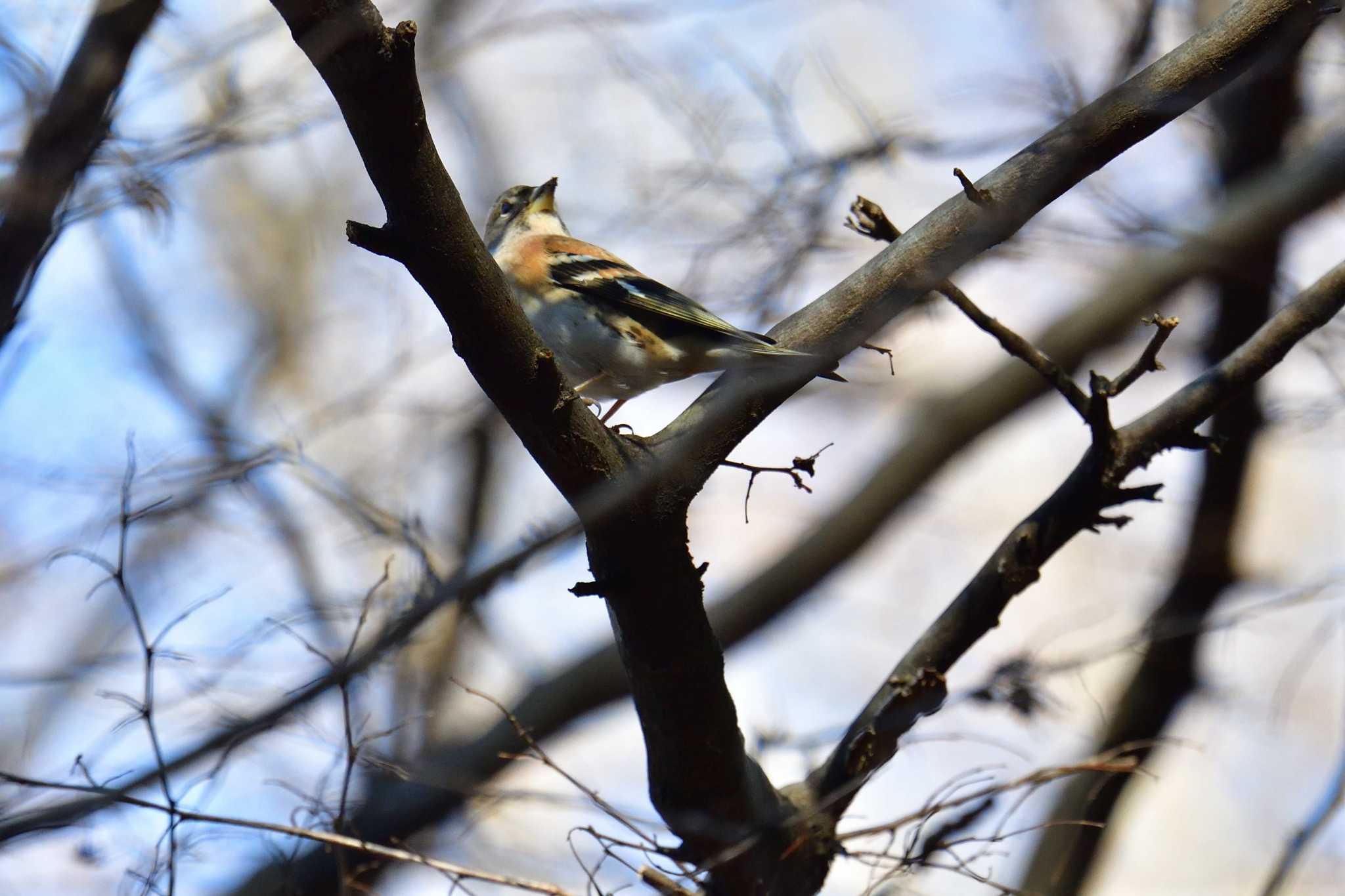 Photo of Brambling at Mine Park by やなさん