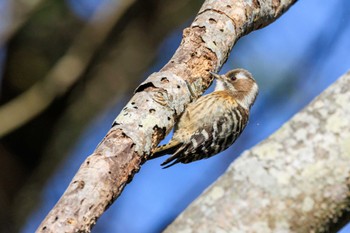 Japanese Pygmy Woodpecker Akashi Park Thu, 1/25/2024