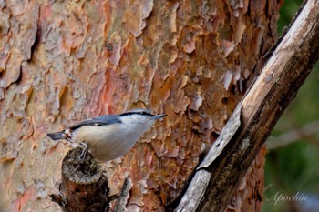 Eurasian Nuthatch 創造の森(山梨県) Sat, 2/17/2024