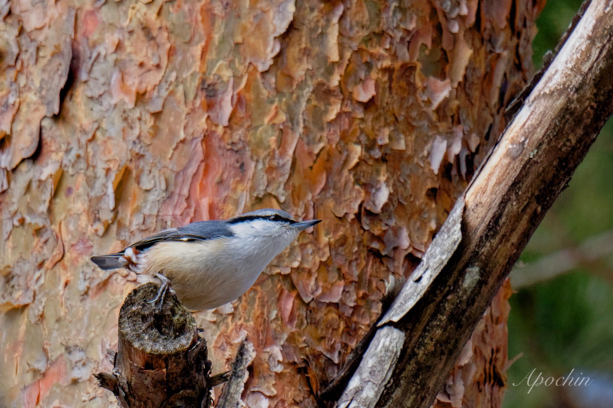 Eurasian Nuthatch