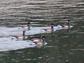 Brant Goose 志津川湾 Sat, 2/17/2024