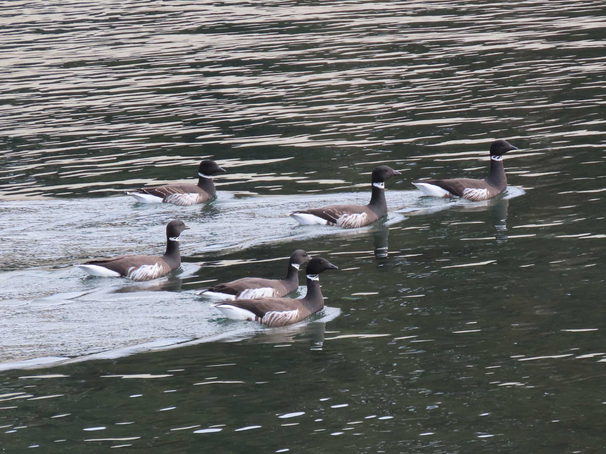 Brant Goose