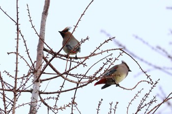 ヒレンジャク ロクハ公園(滋賀県草津市) 2024年2月18日(日)