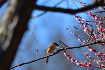 Bull-headed Shrike 大室公園 Fri, 2/16/2024