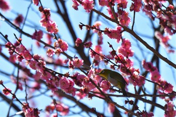 Warbling White-eye 大室公園 Fri, 2/16/2024