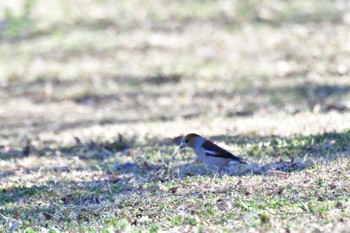 Hawfinch 大室公園 Fri, 2/16/2024