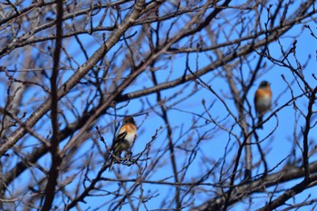 Brambling 大室公園 Fri, 2/16/2024