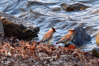 Japanese Waxwing 大室公園 Fri, 2/16/2024