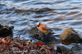 Japanese Waxwing 大室公園 Fri, 2/16/2024