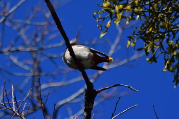 Bohemian Waxwing 大室公園 Fri, 2/16/2024