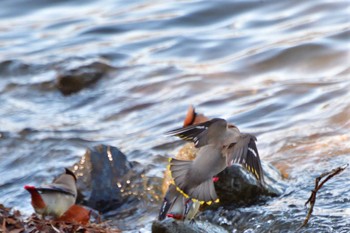 Bohemian Waxwing 大室公園 Fri, 2/16/2024