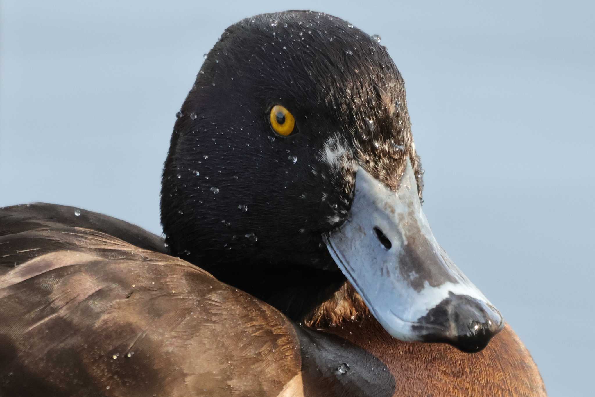 Tufted Duck