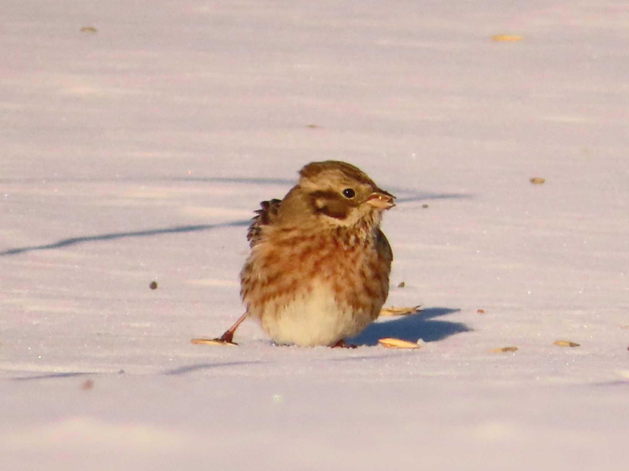 Photo of Pine Bunting at 鵡川河口 by ゆ