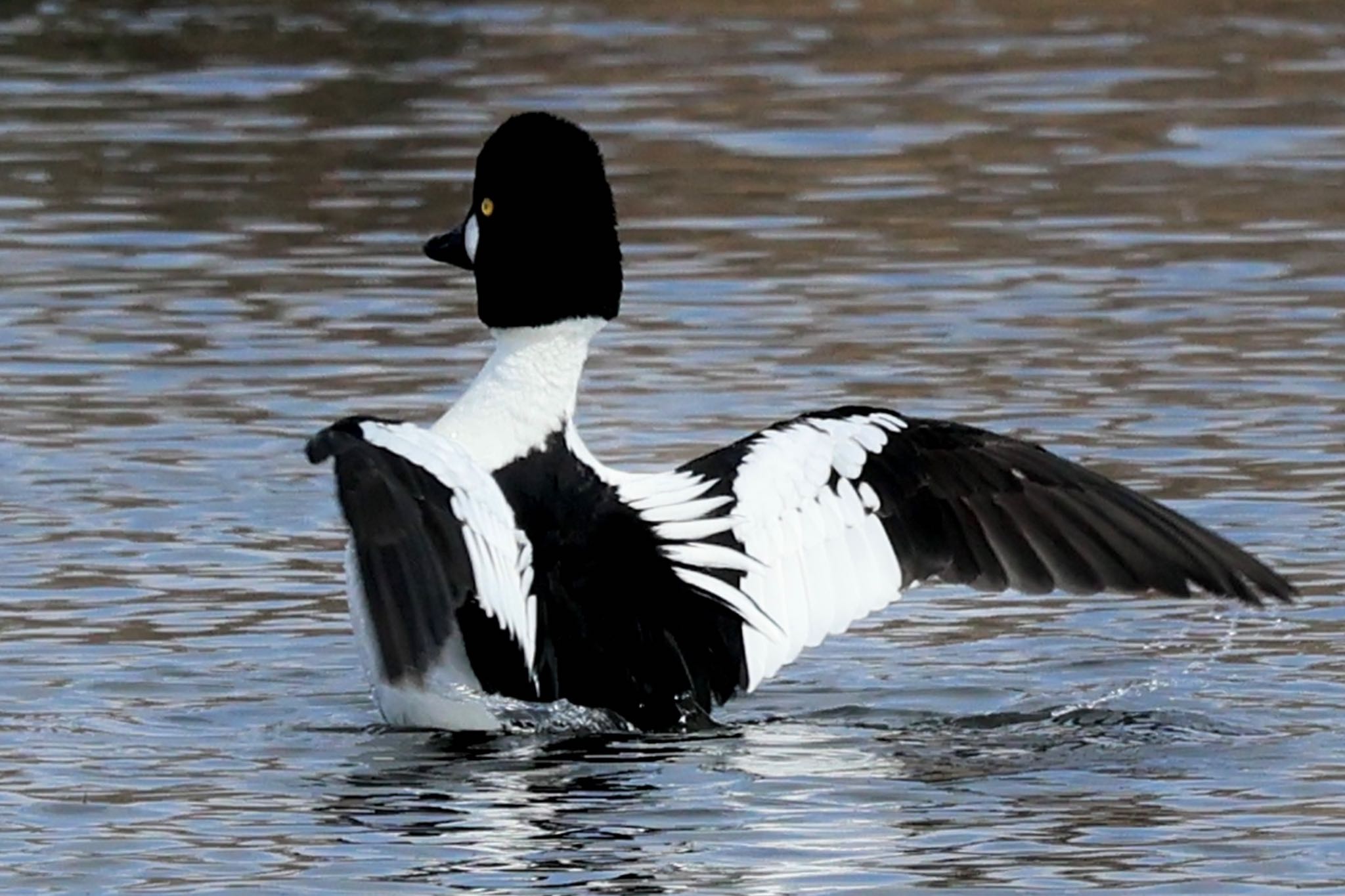 Common Goldeneye