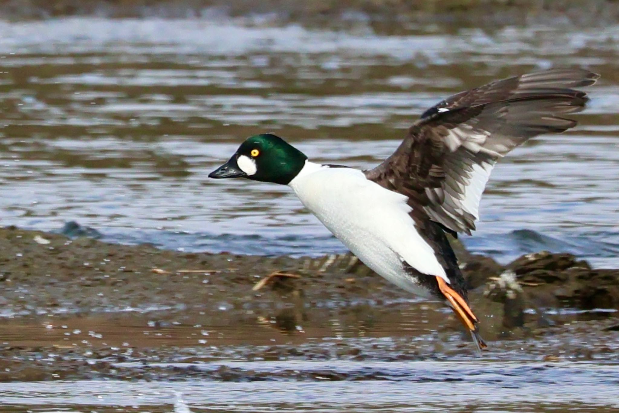 Common Goldeneye