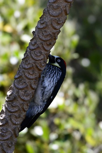 Acorn Woodpecker コスタリカ Mon, 2/12/2024