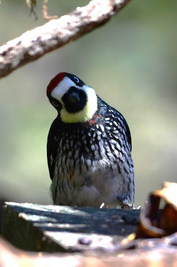 Acorn Woodpecker コスタリカ Mon, 2/12/2024