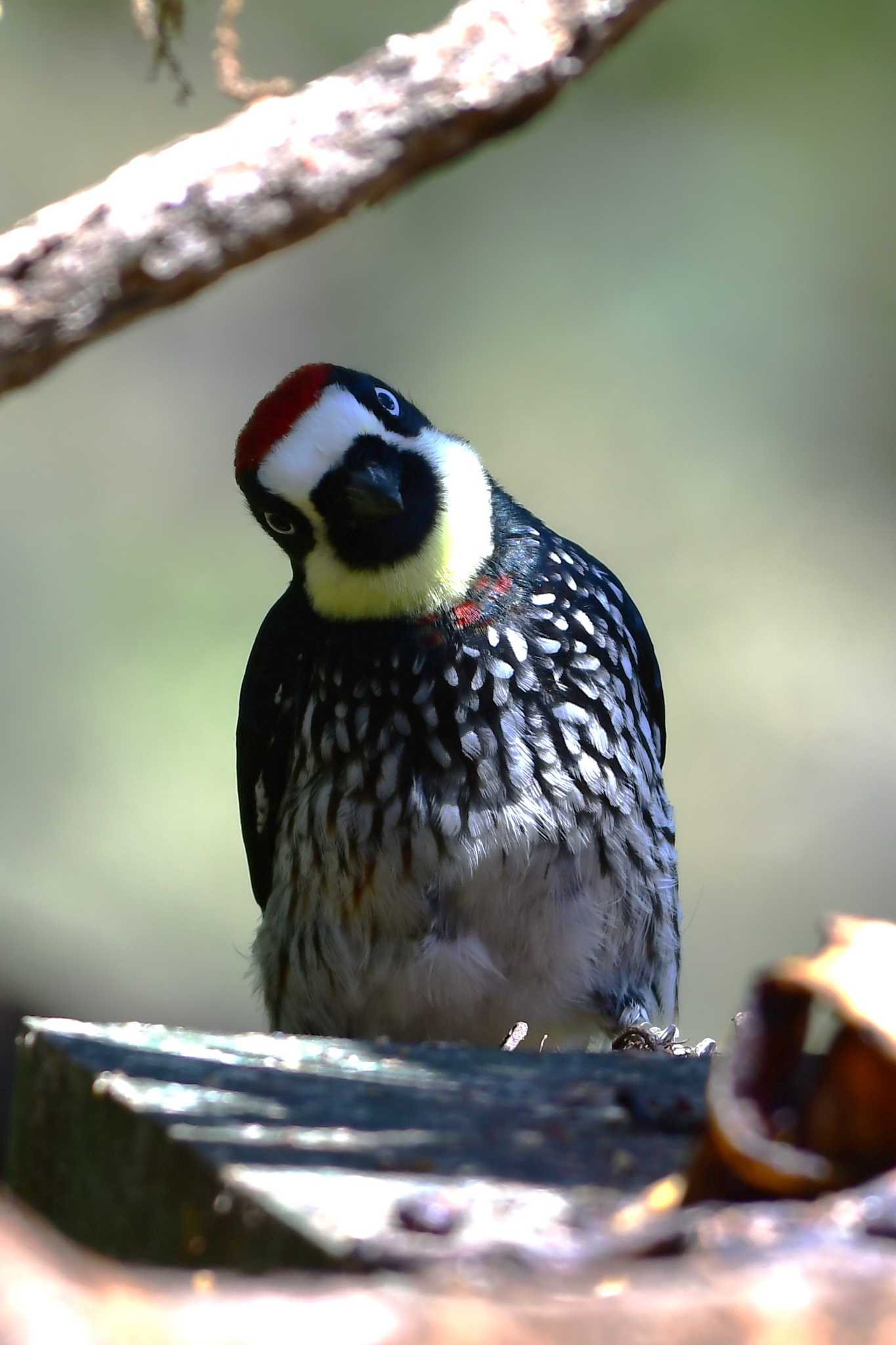 Acorn Woodpecker