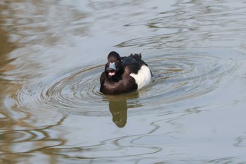 Tufted Duck Mitsuike Park Tue, 2/20/2024