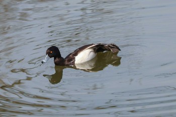 キンクロハジロ 三ツ池公園(横浜市鶴見区) 2024年2月20日(火)